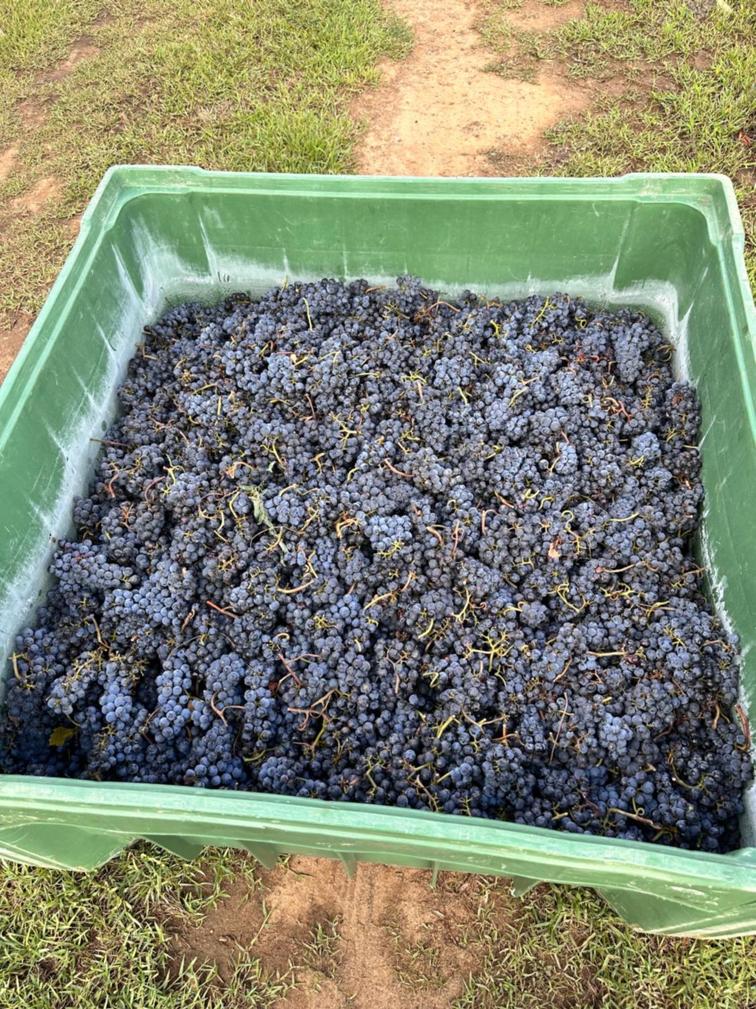 Agriturismo Re Di Fiori Donoratico Eksteriør bilde