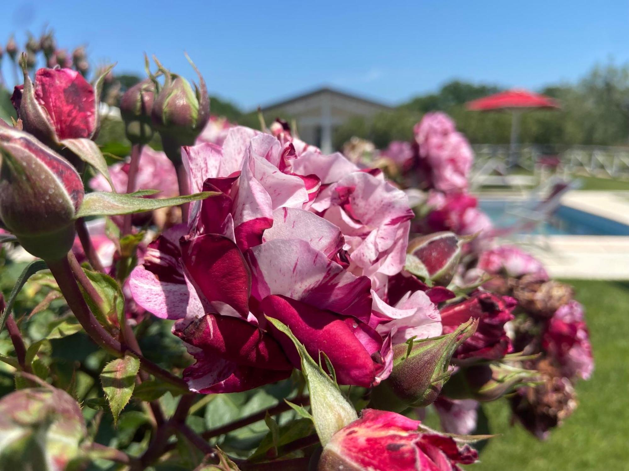 Agriturismo Re Di Fiori Donoratico Eksteriør bilde