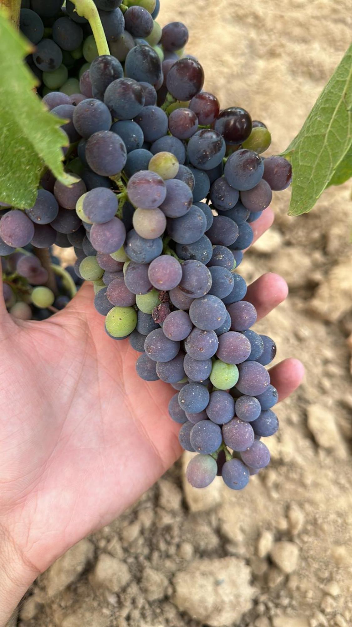 Agriturismo Re Di Fiori Donoratico Eksteriør bilde