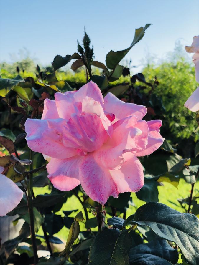 Agriturismo Re Di Fiori Donoratico Eksteriør bilde